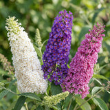 Green boutiQ - Haveplanté - Buddleja davidii Tricolour - Sommerfuglebusk - Vinterhård - Blå - Rosa - Hvid - 3 Planter - Potte 17cm - Højde 45cm