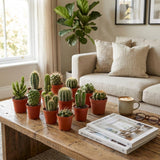 Mini Cactus Set - 3 Stuks - Ø 5.5 cm - Hoogte: 5-10 cm