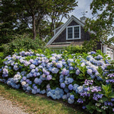 Hortensia Endless Summer The Original bleu - Hydrangea macrophylla - H 20-25 cm, pot Ø14 cm - photo 5