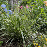 Green boutiQ - Siergrassen - Carex morrowii Ice Dance  - Wit & Groen - 4 Planten - Bladhoudend - Weinig Onderhoud - Pot 17cm Hoogte 50cm