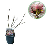 Green boutiQ - Heesters -  Magnolia Soulangiana  - Bloemen Licht Roze - 1 Plant - Bladverliezend - Weinig Onderhoud - Pot 17cm Hoogte 45cm