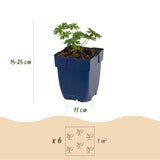 Géranium sanguin Album - H 15-25 cm, pot Ø11 cm - photo 3