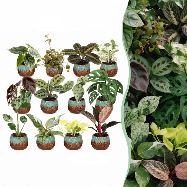 Baby plantes surprise avec cache-pots cuivre - lot de 3 à 12 mini plantes tropicales - pot Ø6 cm - photo 9