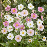 Anémones du Japon en mélange - H 15-25 cm, pot Ø11 cm - photo 5