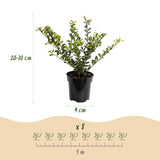 Kit haie Houx japonais Golden Gem - H 20-30 cm, pot Ø9 cm