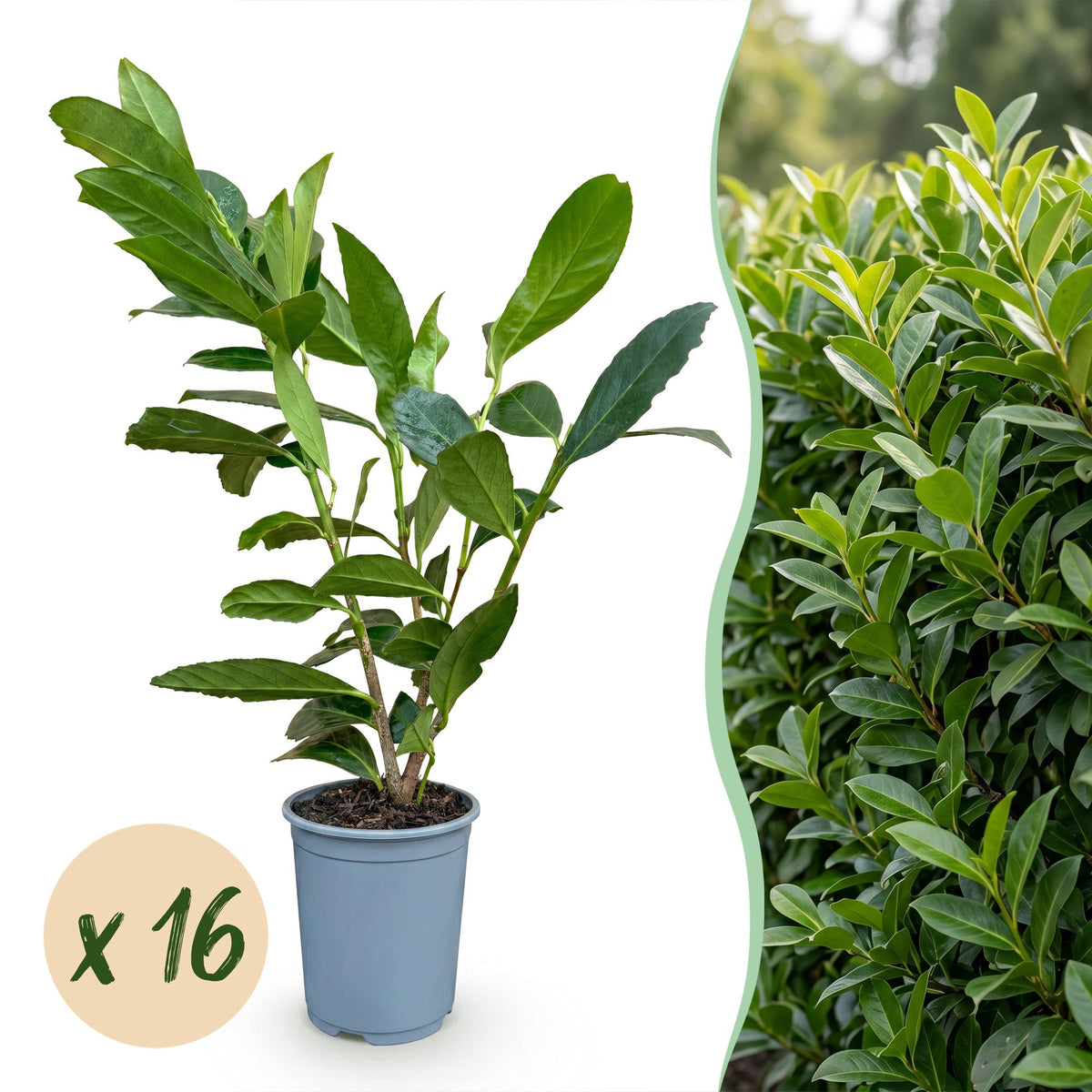 Kit haie Laurier-cerise Caucasica - H 25-35 cm, pot Ø9 cm