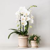 Orchidée Phalaenopsis blanche Niagara Fall White - H 32 cm, pot Ø9 cm