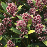 1x - Terrasplant - Skimmia japonica Rubella - Bloem Rood - 40+ Bloemen - 1 Plant - Winterhard - Pot 19cm Hoogte 60cm