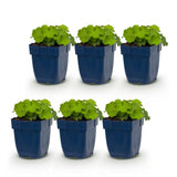 Alchémille - Alchemilla mollis - H 15-25 cm, pot Ø11 cm - photo 2