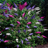 Green boutiQ - Vlinderstruik - Buddleja davidii Tricolour - Bloem Roze , Wit en Paars - 3 Planten - 1m2 - Bladverliezend - Vlinderlokkend -  Pot 17cm Hoogte 30cm