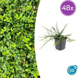 Fusain rampant Minimus en godet - Euonymus fortunei - H 10-25 cm, pot Ø9 cm