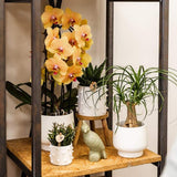 Orchidée Phalaenopsis orange et rose Niagara Fall Sunny Bunny