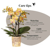 Orchidée Phalaenopsis jaune Blossom Lima et 2 succulentes - coffret Horizon jaune - pot Ø9 cm