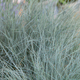 Fétuque bleue Elijah Blue en godet - Festuca glauca - H 10-25 cm, pot Ø9 cm - photo 5