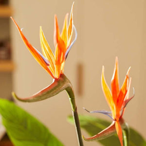 Oiseau du paradis artificiel en pot h120cm