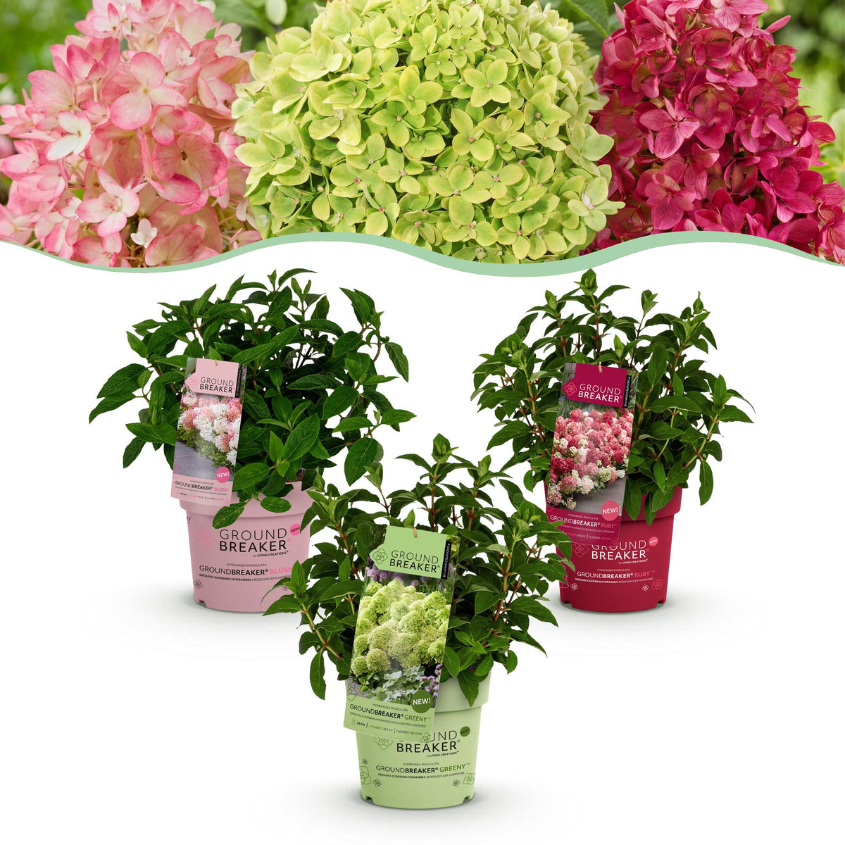 Green boutiQ - Haveleplante - Hydrangea panniculata Groundbreaker Blush - Greeny - Ruby - Sildhortensie - Kompakt - Lyserød-Grøn-Rød - 3 Planter - Potte 14cm - Højde 20-25cm