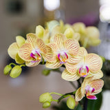 Orchidée Phalaenopsis jaune Blossom Lima - cache-pot Retro jaune et boîte cadeau - H 40 cm, pot Ø9 cm