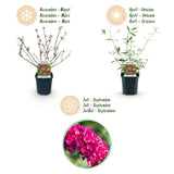 Green boutiQ - Tuinplant - Buddleja davidii Royal Red - Vlinderstruik - Winterhard - Rood - 3 Planten - Pot 17cm - Hoogte 45cm