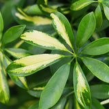 Green boutiQ - Kamerplanten - Schefflera Gold Capelle - Vingerboom - Weinig onderhoud - Groen - goud - 1 Plant - met Potter Grijs - Pot 21cm - Hoogte 70-80cm