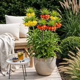 Green boutiQ - Bloembollen - Fritillaria Imperialis Mix - Kleur Geel en Oranje - 3 stuks - Bolmaat 18/20 - XXL Pack
