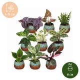 Baby plantes surprise avec cache-pots cuivre - lot de 3 à 12 mini plantes tropicales - pot Ø6 cm - photo 6