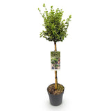 Green boutiQ - Tuinplant - Euonymus fortunei Emerald Gaiety - Plant op stam - Terras Plant - Bladhoudend - Weinig Onderhoud - Pot 19cm Hoogte 90cm