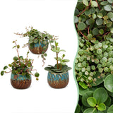 Baby Peperomia avec cache-pots cuivre - Hope, Pepperspot et prostrata - lot de 3