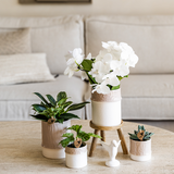 Kolibri Company | Plantenset Bamboo | Witte Amabilis orchidee Ø9cm + groene plant incl. keramieken sierpotten