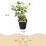 Green boutiQ - Vlinderstruik - Buddleja davidii Empire Blue- Bloem Blauw - 1 Plant - Bladverliezend - Vlinderlokkend -  Pot 17cm Hoogte 25cm