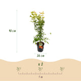 Érable du Japon Orange Dream - H 90 cm, pot Ø26 cm