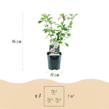 Green boutiQ - Havestaurvæk - Hibiscus syriacus Hamabo - Have Hibiscus - Winterhård - Hvid - Lyserød - 3 Planter - Potte 17cm - Højde 45cm
