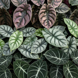 Baby Alocasia Tricolour avec cache-pots cuivre - lot de 3 mini plantes