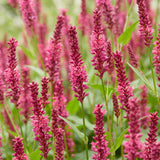 Persicaire amplexicaule rouge - H 15-25 cm, pot Ø11 cm - photo 5