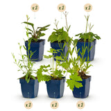 Pack de vivaces mellifères pour massif - H 15-25 cm, pot Ø11 cm