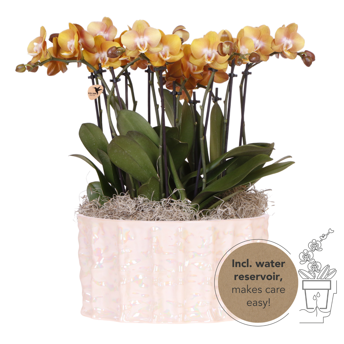 Orchidées Phalaenopsis orange Jewel Las Vegas - bouquet de 3 en coupe Oyster - pot Ø12 cm
