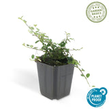 Cotonéaster Queen of Carpets en godet - Cotoneaster procumbens - H 10-25 cm, pot Ø9 cm - photo 3