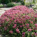 Thym rampant Red Carpet - Thymus praecox - H 15-25 cm, pot Ø11 cm - photo 5
