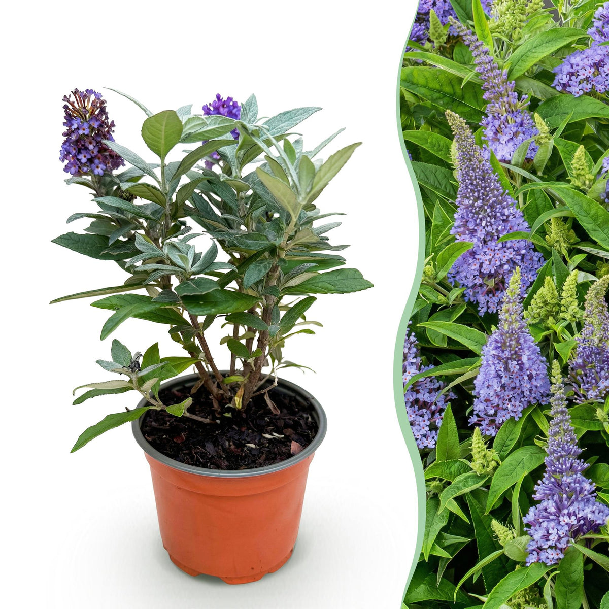 Green boutiQ - Haveplante - Buddleja davidii Butterfly Candy Little Lila - Sommerfuglekrat - Kompakt - Lilla - 1 Plante - Potte 12cm - Højde 20-25cm