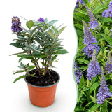 Green boutiQ - Haveplante - Buddleja davidii Butterfly Candy Little Lila - Sommerfuglekrat - Kompakt - Lilla - 1 Plante - Potte 12cm - Højde 20-25cm