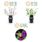 Green boutiQ - Havetplante - Buddleja davidii Black Night - Sommerfuglebusk - Vinterhård - Lilla - 3 Planter - Potte 17cm - Højde 45cm