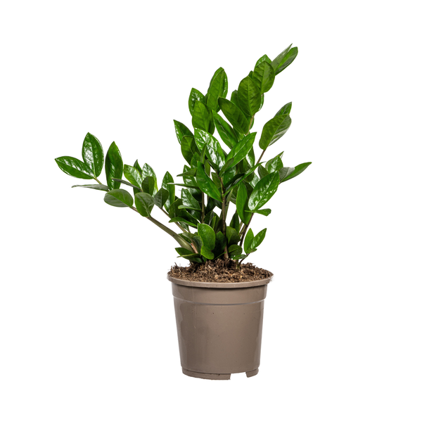 Zamioculcas Zamiifolia Ø17cm - ↕40-50 cm