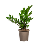 Zamioculcas Zamiifolia Ø17cm - ↕40-50 cm
