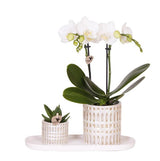 Kolibri Company | Plantenset Le Chic small | Witte Phalaenopsis Orchid Amabilis i Sukkulent inkl. keramiken sierpotten op crème organisch dienblad