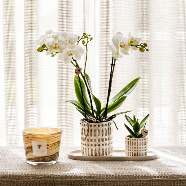 Kolibri Company | Plantenset Le Chic small | Witte Phalaenopsis Orchid Amabilis i Sukkulent inkl. keramiken sierpotten op crème organisch dienblad