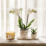 Kolibri Company | Plantenset Le Chic small | Witte Phalaenopsis Orchid Amabilis i Sukkulent inkl. keramiken sierpotten op crème organisch dienblad