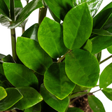 Zamioculcas Zamiifolia Ø17cm - ↕40-50 cm