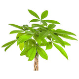 Pachira Aquatica Ø19cm - ↕80 cm