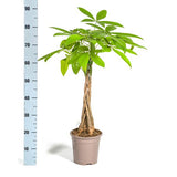 Pachira Aquatica Ø19cm - ↕80 cm