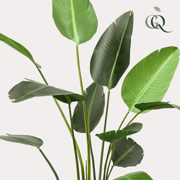 Kunstplante - Strelitzia Nicolai - Paradijsvogelbloem - 230cm