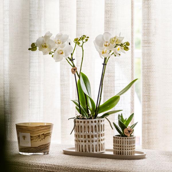 Kolibri Company | Plantenset Le Chic small | Witte Phalaenopsis Orchid Amabilis i Sukkulent inkl. keramiken sierpotten op crème organisch dienblad